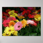 Gerbera Daisy Poster (Vorne)
