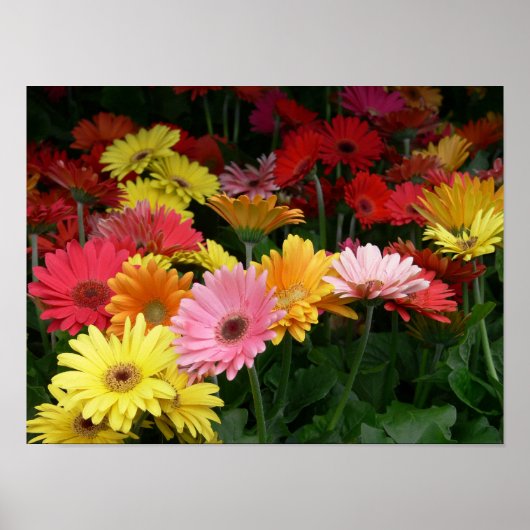 Gerbera Daisy Poster (Vorne)