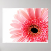 Gerbera Daisy Poster (Vorne)