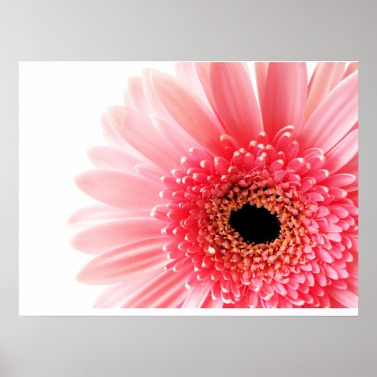 Gerbera Daisy Poster (Vorne)