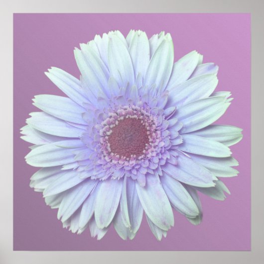 Gerbera Daisy Poster (Vorne)