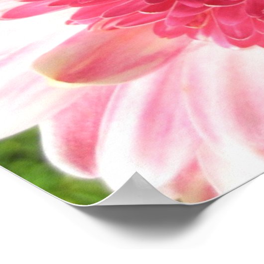 Gerbera Daisy Poster (Ecke)