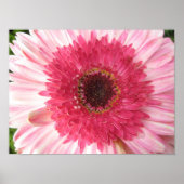 Gerbera Daisy Poster (Vorne)