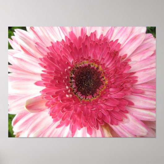 Gerbera Daisy Poster (Vorne)