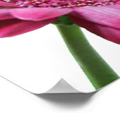 Gerbera Daisy Poster Print (Ecke)
