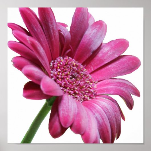 Gerbera Daisy Poster Print (Vorne)