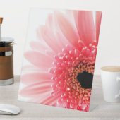 Gerbera Daisy Poster Sockelschild (In Situ)