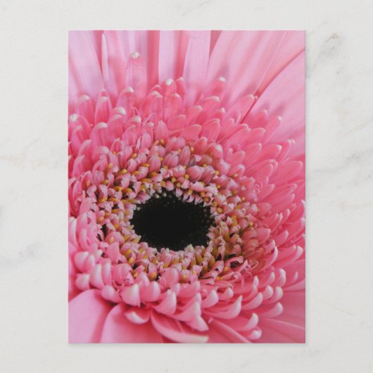 Gerbera Daisy Postkarte (Vorderseite)