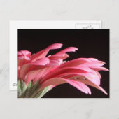 Gerbera daisy postkarte (Vorne/Hinten)