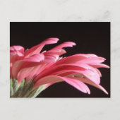 Gerbera daisy postkarte (Vorderseite)