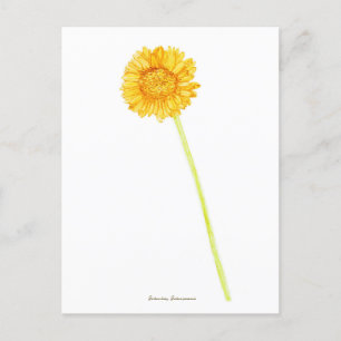 Gerbera daisy postkarte