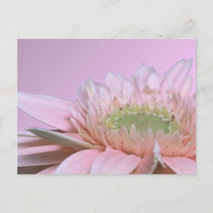 Gerbera Daisy Postkarte