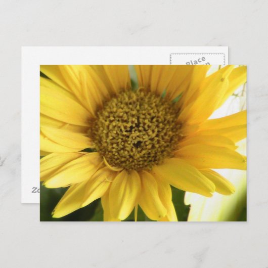 Gerbera Daisy Postkarte (Vorne/Hinten)