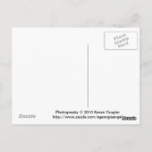 Gerbera Daisy Postkarte (Rückseite)