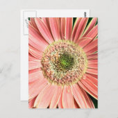 Gerbera Daisy Postkarte (Vorne/Hinten)