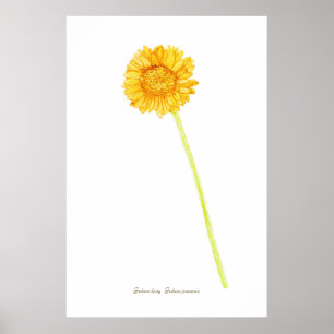 Gerbera daisy Print, Value Poster Paper (Matte)