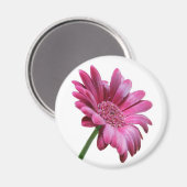 Gerbera Daisy Round Magnet (Vorderseite/Rückseite)