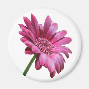 Gerbera Daisy Round Magnet