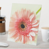Gerbera Daisy Sockelschild (In Situ)