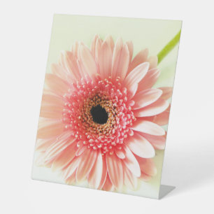 Gerbera Daisy Sockelschild