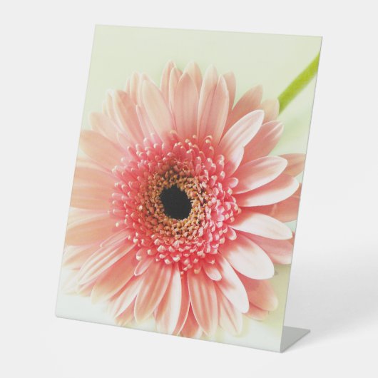 Gerbera Daisy Sockelschild (Vorderseite)