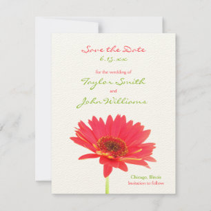 Gerbera Daisy speichert die Ankündigungen