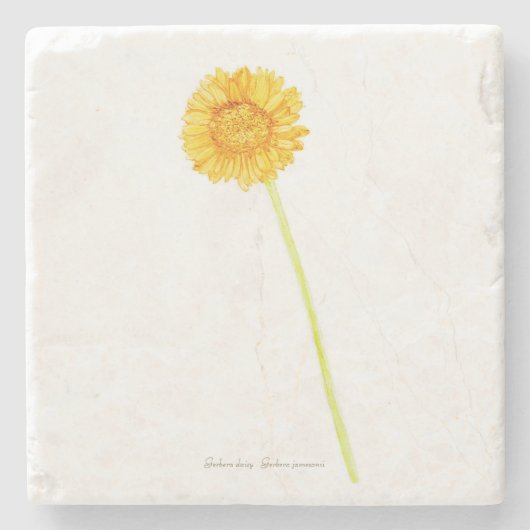 Gerbera daisy steinuntersetzer (Vorderseite)