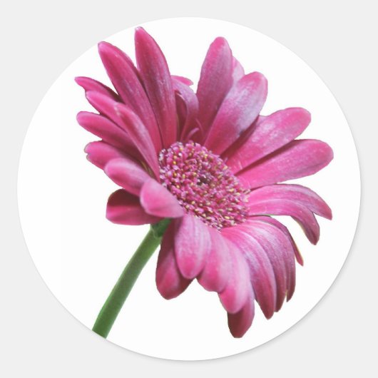 Gerbera Daisy Sticker (Vorderseite)