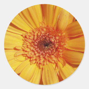 Gerbera Daisy Stickers