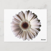 Gerbera Daisy/ Wedding Table Card Postkarte (Rückseite)
