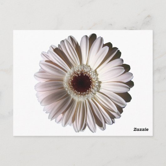Gerbera Daisy/ Wedding Table Card Postkarte (Rückseite)