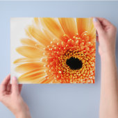 Gerbera Flyer (Hand)