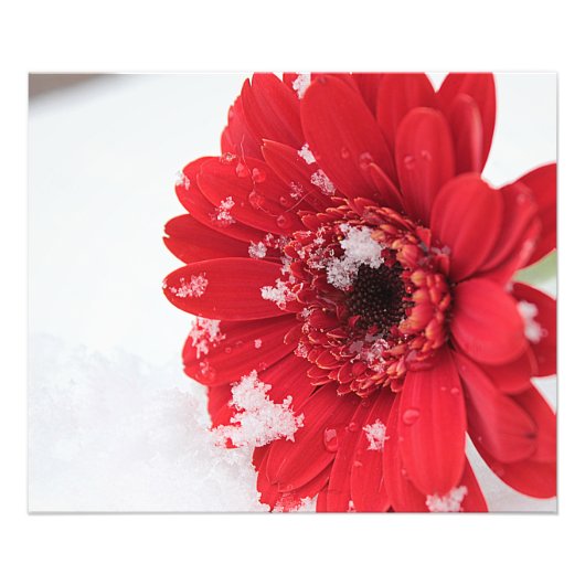 Gerbera Fotodruck (Vorne)