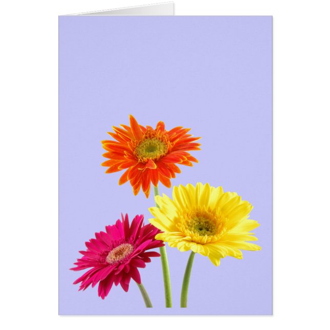 Gerbera-Gänseblümchen (Vorne)