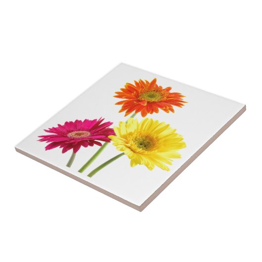 Gerbera-Gänseblümchen Fliese (Seite)