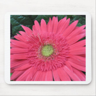 Gerbera-Gänseblümchen Mousepad