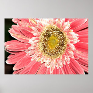 Gerbera-Gänseblümchen-Plakat, Version B Poster