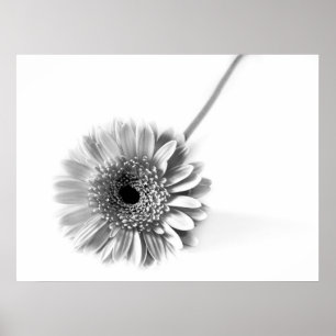 Gerbera Gänseblümchen Poster