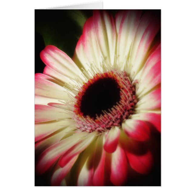 Gerbera Glow - Daisy (Vorne)