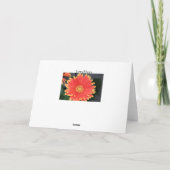 Gerbera Karte (Rückseite)