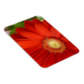 Gerbera Magnet (Rechte Seite)
