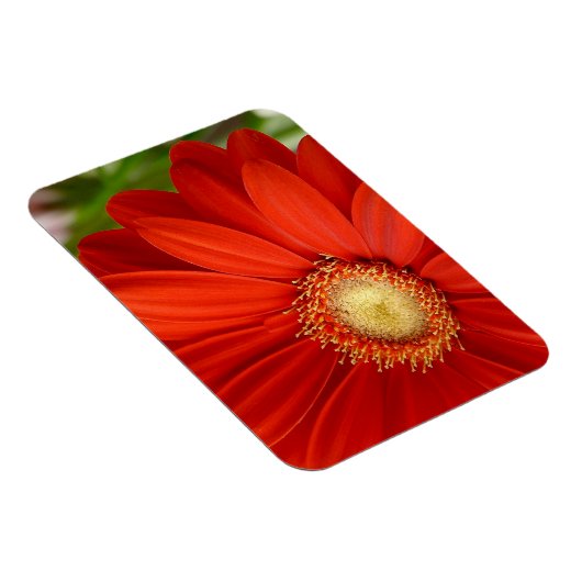 Gerbera Magnet (Rechte Seite)