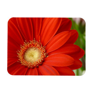 Gerbera Magnet