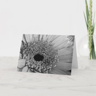 Gerbera-Margerite Feiertagskarte