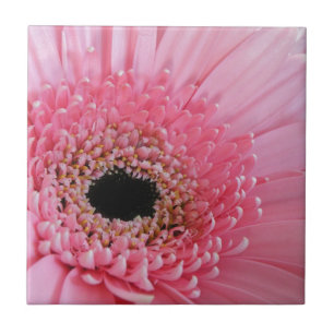Gerbera-Margerite Fliese