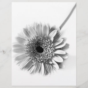 Gerbera-Marguerite Flyer