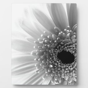 Gerbera-Marguerite Fotoplatte