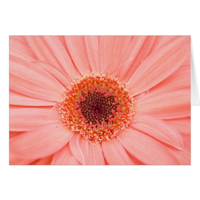 Gerbera Pink (Vorderseite (Horizontal))
