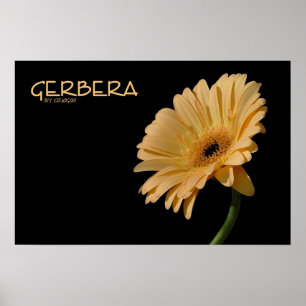 Gerbera Poster