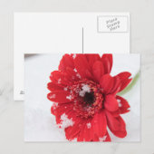 Gerbera Postkarte (Vorne/Hinten)